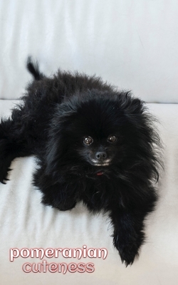 Pomeranian cuteness Journal by Michael Huhn, Michael Huhn