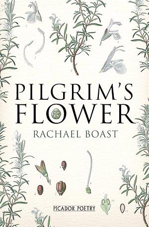 Pilgrim's Flower by Rachael Boast