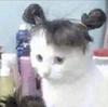misskitty1111's profile picture