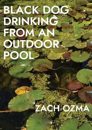 Black Dog Drinking from an Outdoor Pool by Zach Ozma