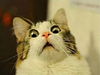 arthemiss's profile picture