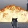 flintrose's profile picture