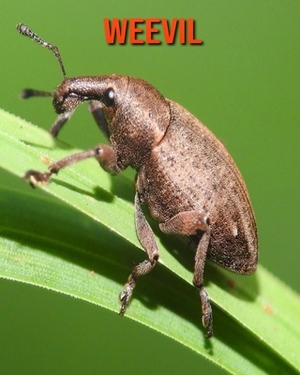 Weevil: Learn About Weevil and Enjoy Colorful Pictures by Matilda Leo