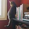 fanciful_reader's profile picture