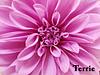 terriep's profile picture