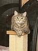 pawsrpg's profile picture