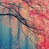 iv3y's profile picture