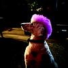 ani_banani's profile picture