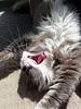 emmy_floof's profile picture
