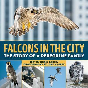 Falcons in the City: The Story of a Peregine Family by Chris Earley