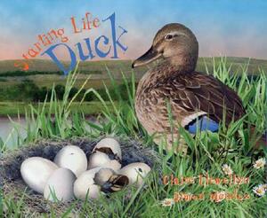 Starting Life: Duck by Claire Llewellyn