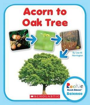 Acorn to Oak Tree by Lisa M. Herrington