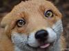 acunningfox's profile picture