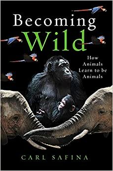 Becoming Wild: How Animal Cultures Raise Families, Create Beauty, and Achieve Peace by Carl Safina