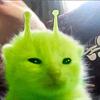 helixical's profile picture