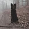 daz_readss's profile picture