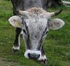 bodenleben's profile picture