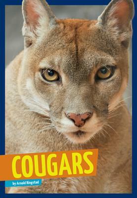 Cougars by Arnold Ringstad