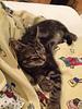 crazy_cat_jenny's profile picture