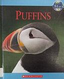 Puffins by Amy-Jane Beer