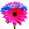 floralhellscape's profile picture