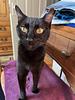 blackcatranch's profile picture