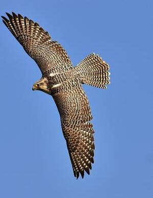 Falcon: Birds of Prey in the Genus Falco, Which Includes about 40 Species. Falcons Are Widely Distributed on All Continents of by Planners and Journals