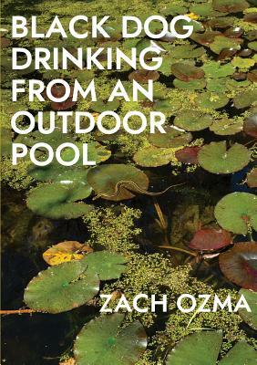 Black Dog Drinking from an Outdoor Pool by Zach Ozma