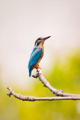 Kingfisher: The Family Contains 114 Species and Is Divided Into Three Subfamilies and 19 Genera. Often Seen as a Blue Flash While by Planners and Journals