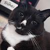 dancingwaffle's profile picture