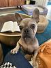 readswithfur's profile picture