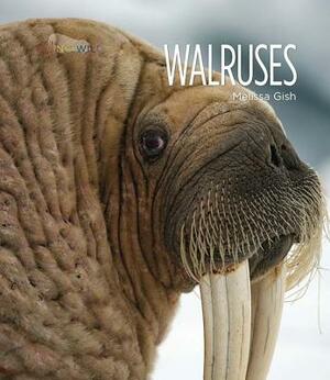 Walruses by Melissa Gish