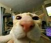 paokholin's profile picture