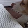 dg_reads's profile picture