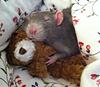 pigeonu's profile picture
