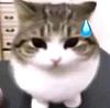 beralo's profile picture