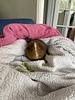 literateguineapig's profile picture