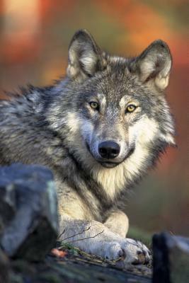 Watching You: Wolves Live and Hunt in Packs of Around Six to Ten Animals. They Are Known to Roam Large Distances, Perhaps 12 Miles i by Planners and Journals