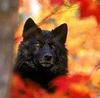 autumn_wolf's profile picture