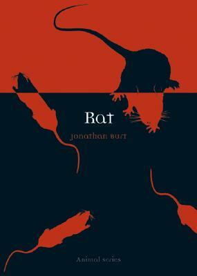 Rat by Jonathan Burt