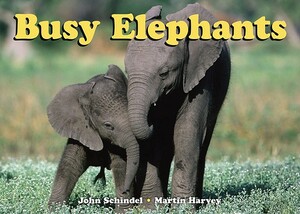 Busy Elephants by John Schindel