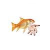 fishinabowl's profile picture