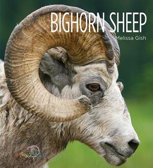 Bighorn Sheep by Melissa Gish