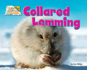 Collared Lemming by Dee Phillips