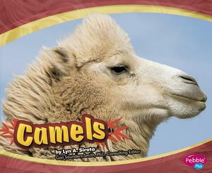 Camels by Lyn A. Sirota