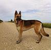 shepherd's profile picture