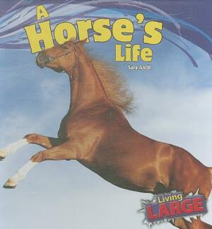 A Horses Life by Sara Antill