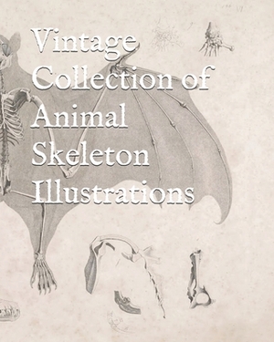 Vintage Collection of Animal Skeleton Illustrations by Jeremy Warlen