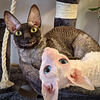 macarron's profile picture