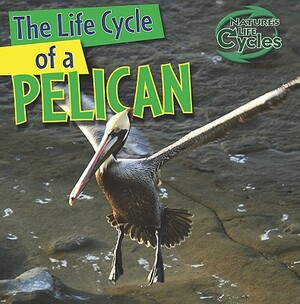 The Life Cycle of a Pelican by Anna Kingston